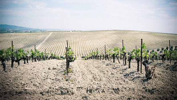 Albariza soils in the sherry region