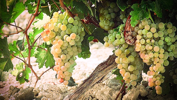 Background: Palomino and other sherry grapes