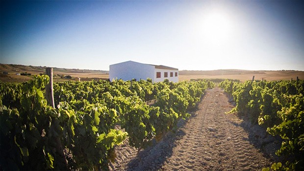 Bodegas: Primitivo Collantes