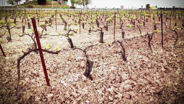 Background: Vara y pulgar: vine growing and pruning