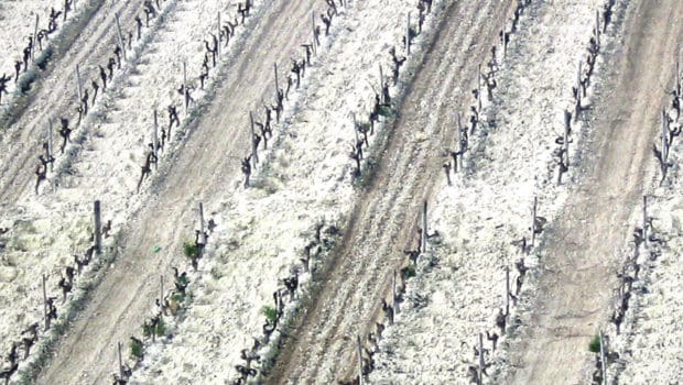 Background: Albariza types: Antehojuela, Tosca Cerrada, Barajuelas…