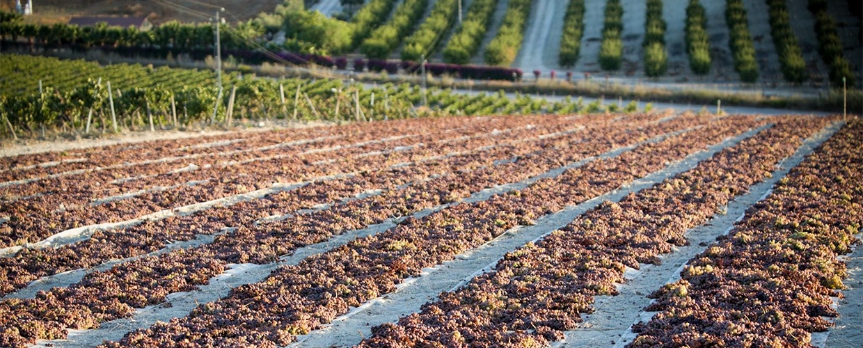 Soleo / Asoleo - sun-dried grapes