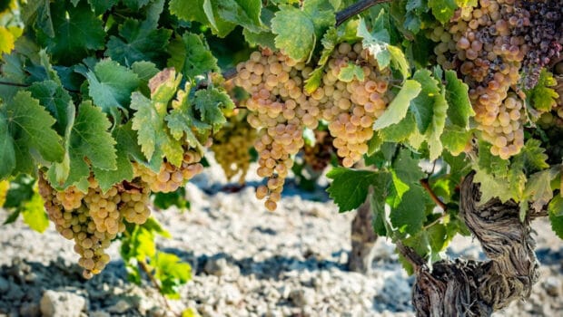 Background: Pedro Ximénez grape: history and character